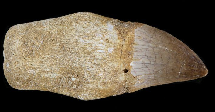 Rooted Mosasaur Tooth #43203